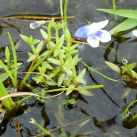 Lindernia hyssopioides (L.) Haines